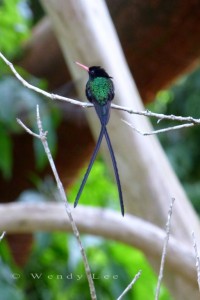 streamertail at rocklands
